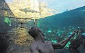 Aquaventure WaterPark - milo jest poplywac z rekinami