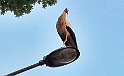 IMG_20170714_203718