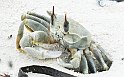 G1247787